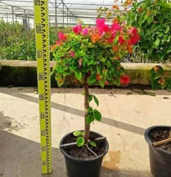 JARDINTROPIC - Bougainvillier hybride (bougainvillier) pot de 140l - 200/250cm