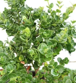 JARDINTROPIC - Carissa macrocarpa 'prostrata' (prunier du natal) pot de 9l - 40/60cm