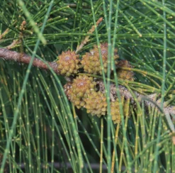 JARDINTROPIC - Casuarina cunninghamiana (filao) pot de 35l - 150/175cm