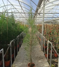 JARDINTROPIC - Casuarina cunninghamiana (filao) pot de 25l- 125/150cm