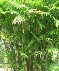 JARDINTROPIC - Chamaedorea seifrizii (palmier nain de seifriz) pot de 70l 200/225cm