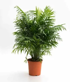 JARDINTROPIC - Chamaedorea elegans (chamédorée - palmier de montagne) pot de 3 litres ? 40/50 cm