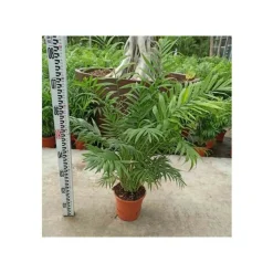JARDINTROPIC - Chamaedorea elegans (chamédorée - palmier de montagne) pot de 0,5 litre - 20/30 cm