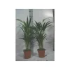 JARDINTROPIC - Chrysalidocarpus lutescens (aréca, palmier d'arec, palmier doré) pot de 7 litres ? 80/100 cm