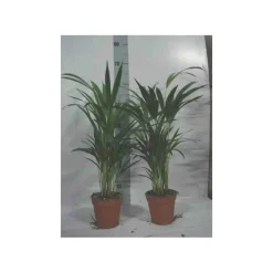 JARDINTROPIC - Chrysalidocarpus lutescens (aréca, palmier d'arec, palmier doré) pot de 7 litres ? 80/100 cm