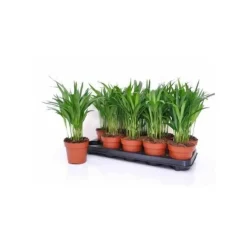 JARDINTROPIC - Chrysalidocarpus lutescens (aréca, palmier d'arec, palmier doré) pot de 7 litres ? 80/100 cm