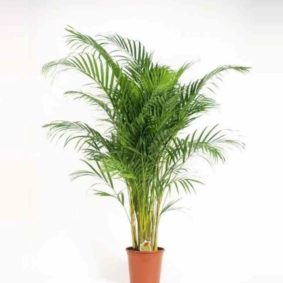 JARDINTROPIC - Chrysalidocarpus lutescens (aréca, palmier d'arec, palmier doré) pot de 7 litres ? 80/100 cm