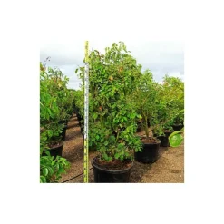 JARDINTROPIC - Cinnamomum camphora (camphrier) couleur floraison:crème jaune - pot de 140l - 200/250cm