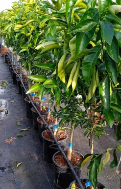 JARDINTROPIC - Citrus sinensis var.sanguine ou sanguinelli (orange sanguine) pot de 4 litres - 30/50 cm