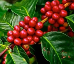 JARDINTROPIC - Coffea arabica (caféier) pot de 25l - 100/125cm