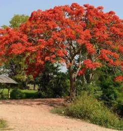 JARDINTROPIC - Delonix regia (flamboyant) pot de 8l - 160/180cm
