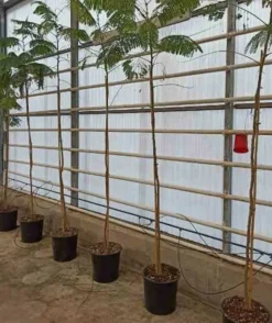 JARDINTROPIC - Delonix regia (flamboyant) pot de 3 litres ? 40/60 cm