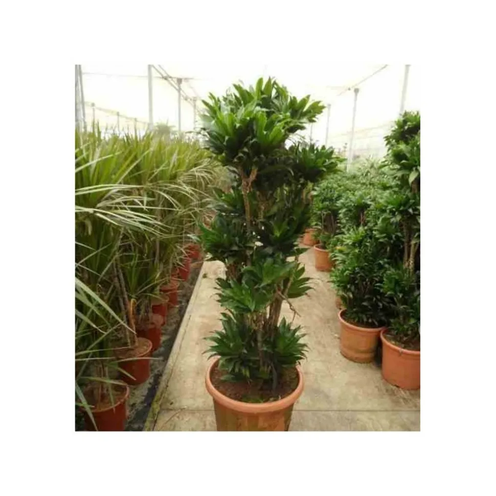JARDINTROPIC - Dracaena deremensis 'compacta' (dragonnier) pot de 35l - groupe - 80/100cm