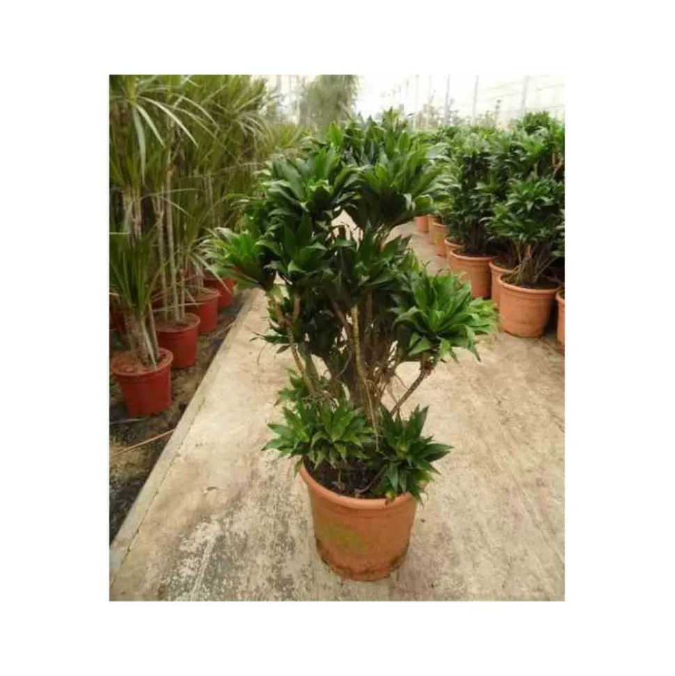 JARDINTROPIC - Dracaena deremensis 'compacta' (dragonnier) pot de 35l - groupe - 80/100cm