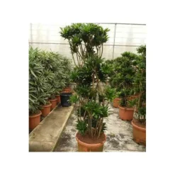 JARDINTROPIC - Dracaena deremensis 'compacta' (dragonnier) pot de 35l - boule -130/150cm