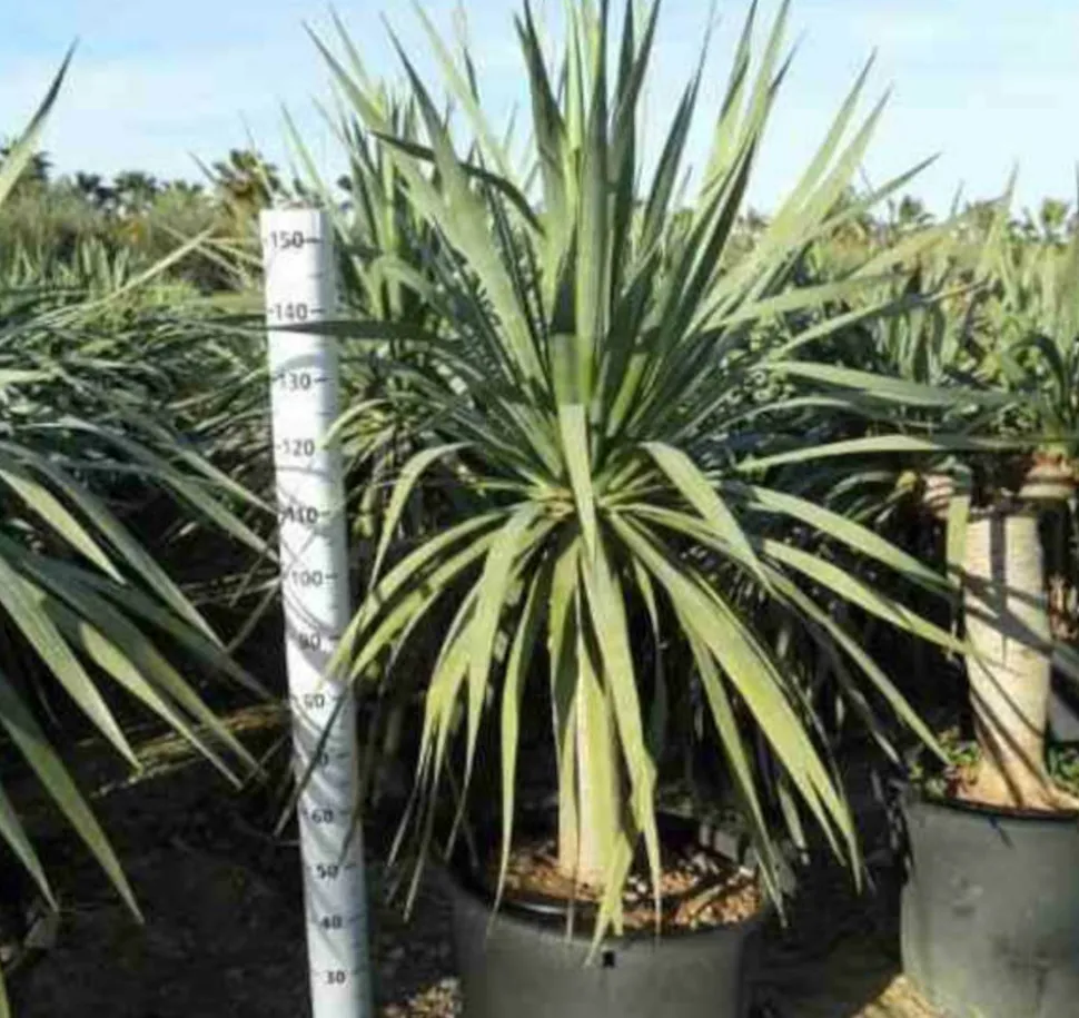 JARDINTROPIC - Dracaena draco (dragonnier des canaris) pot de 80l - tronc de 50/60 cm - 125/150cm