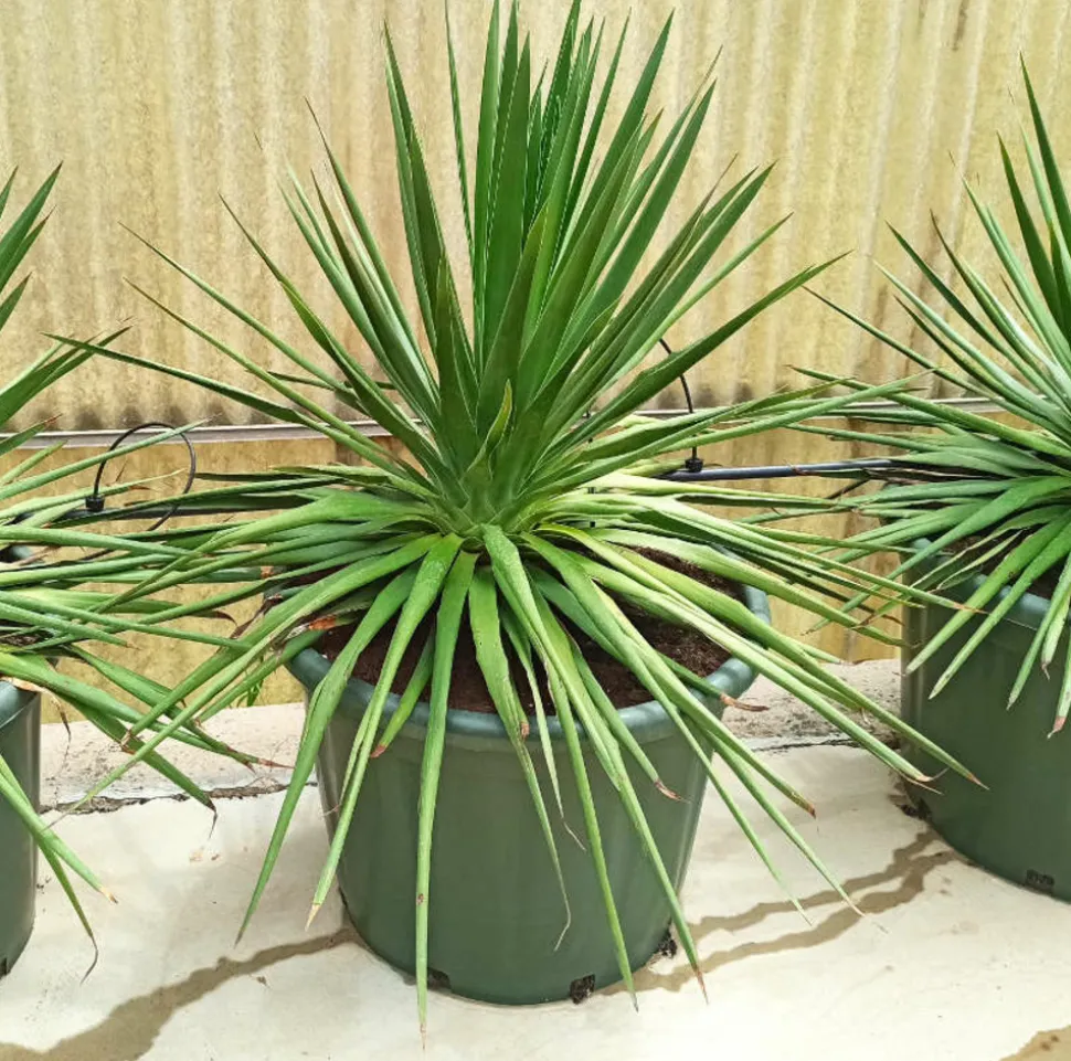JARDINTROPIC - Dracaena draco (dragonnier des canaris) pot de 80l - tronc de 50/60 cm - 125/150cm