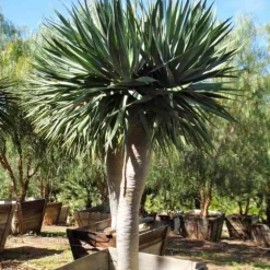 JARDINTROPIC - Dracaena draco (dragonnier des canaris) pot de 65l 100/125cm