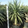 JARDINTROPIC - Dracaena draco (dragonnier des canaris) pot de 25l - 80/100cm