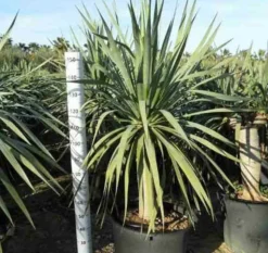 JARDINTROPIC - Dracaena draco (dragonnier des canaris) pot de 180l 175/200cm
