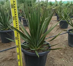 JARDINTROPIC - Dracaena draco (dragonnier des canaris) pot de 180l 175/200cm