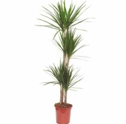 JARDINTROPIC - Dracaena marginata 'vert' (dragonnier) pot de 3 litres - 50/60 cm