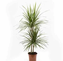 JARDINTROPIC - Dracaena marginata 'vert' (dragonnier) pot de 80l - total 175/200cm