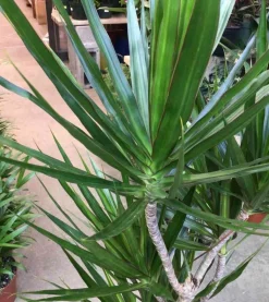JARDINTROPIC - Dracaena marginata 'vert' (dragonnier) pot de 80l - total 175/200cm