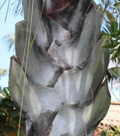 JARDINTROPIC - Dypsis decaryi (palmier trièdre) pot de 40 litres - 140/160 cm