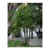 JARDINTROPIC - Dypsis lutescens (multipliant palmier) spécimen pot de 25l -200cm