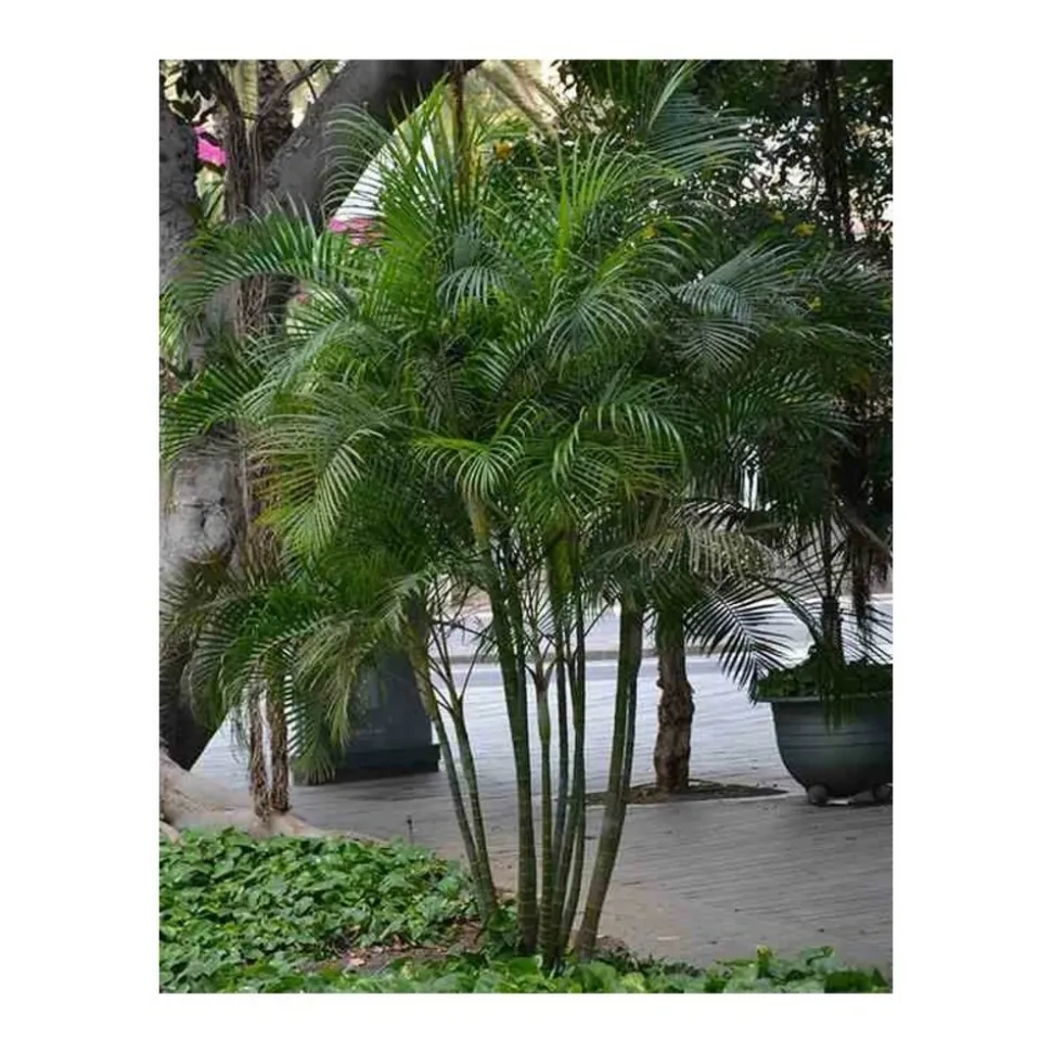 JARDINTROPIC - Dypsis lutescens (multipliant palmier) spécimen pot de 25l -200cm