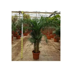 JARDINTROPIC - Dypsis lutescens (multipliant palmier) spécimen pot de 25l -200cm