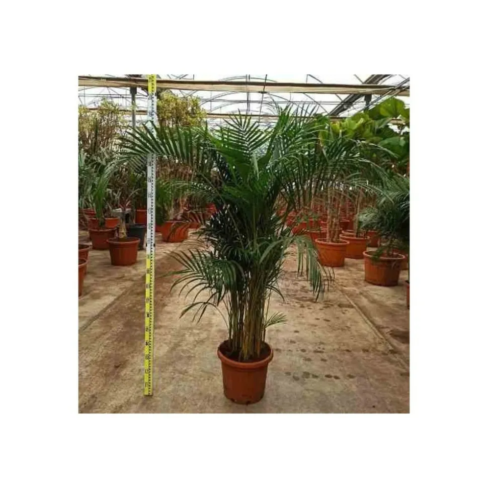 JARDINTROPIC - Dypsis lutescens (multipliant palmier) spécimen pot de 25l -200cm