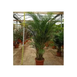 JARDINTROPIC - Dypsis lutescens (multipliant palmier) spécimen pot de 80l - 250/275 cm