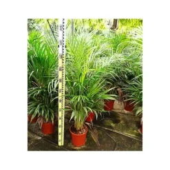 JARDINTROPIC - Dypsis lutescens (multipliant palmier) spécimen pot de 80l - 250/275 cm