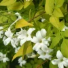 JARDINTROPIC - Jasminum officinale pot de 9 litres -140/160 cm