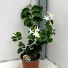 JARDINTROPIC - Jasminum sambac (jasmin d'arabie) pot de 2 litres ? 40/60 cm