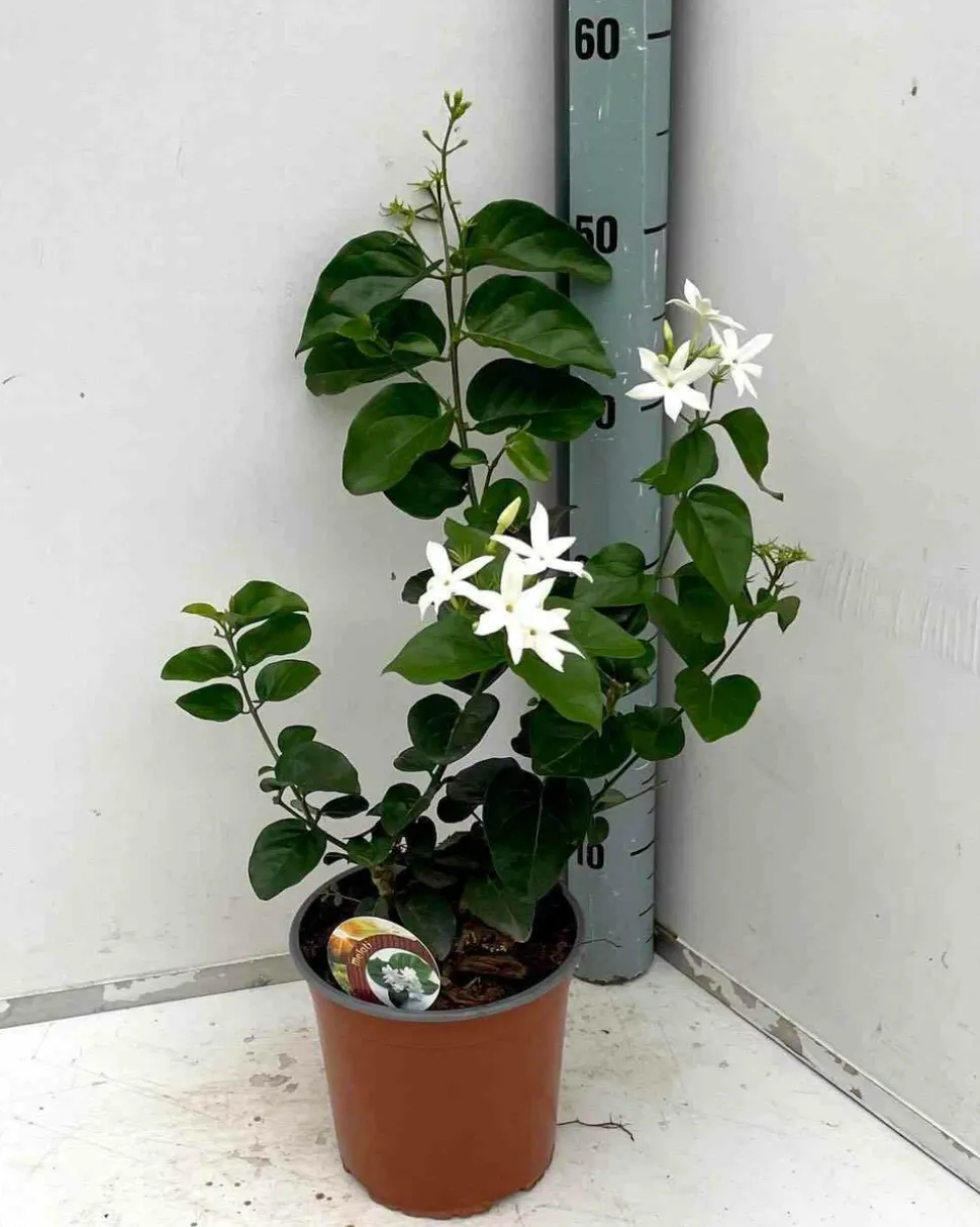 JARDINTROPIC - Jasminum sambac (jasmin d'arabie) pot de 2 litres ? 40/60 cm