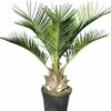 JARDINTROPIC - Jubaea chilensis (cocotier du chili, palmier à miel, palmier à vin) spécimen pot 160l stipe de 50/60 cm hauteur 200/250cm