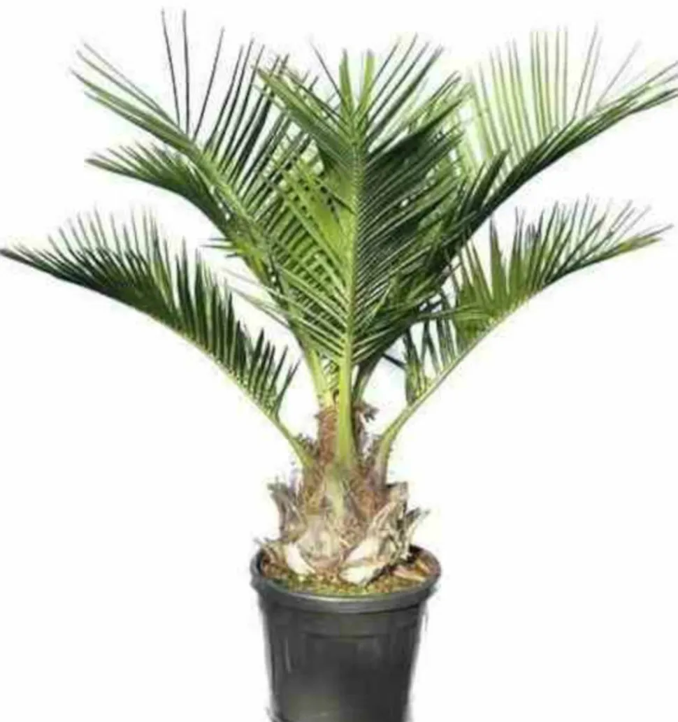 JARDINTROPIC - Jubaea chilensis (cocotier du chili, palmier à miel, palmier à vin) spécimen pot 160l stipe de 50/60 cm hauteur 200/250cm