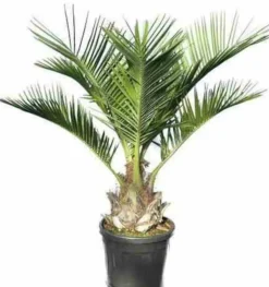 JARDINTROPIC - Jubaea chilensis (cocotier du chili, palmier à miel, palmier à vin) spécimen pot de 2 litres - 15/20 cm