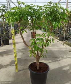 JARDINTROPIC - Litchi sinensis var kwai may rose pot de 80l - total 175/200cm