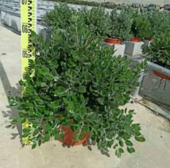 JARDINTROPIC - Metrosideros excelsa (arbre de noël) pot de 7 litres ? 80/100 cm