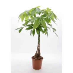 JARDINTROPIC - Pachira aquatica spécimen (noix de malabar, châtaignier de guyane, cacaoyer-rivière) pot de 15l 190/210cm