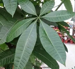 JARDINTROPIC - Pachira aquatica spécimen (noix de malabar, châtaignier de guyane, cacaoyer-rivière) pot de 15l 190/210cm