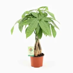 JARDINTROPIC - Pachira aquatica (noix de malabar, châtaignier de guyane, cacaoyer-rivière) pot de 2 litres - 30/50 cm
