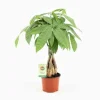 JARDINTROPIC - Pachira aquatica (noix de malabar, châtaignier de guyane, cacaoyer-rivière) pot de 25l - 200-225cm