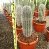 JARDINTROPIC - Pachycereus pringlei cactus pot de 25l- 125/150cm