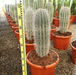 JARDINTROPIC - Pachycereus pringlei cactus pot de 25l- 125/150cm