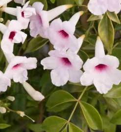 JARDINTROPIC - Pandorea jasminoides (faux jasmin de bignone) pot de 14 litres - 100/120 cm